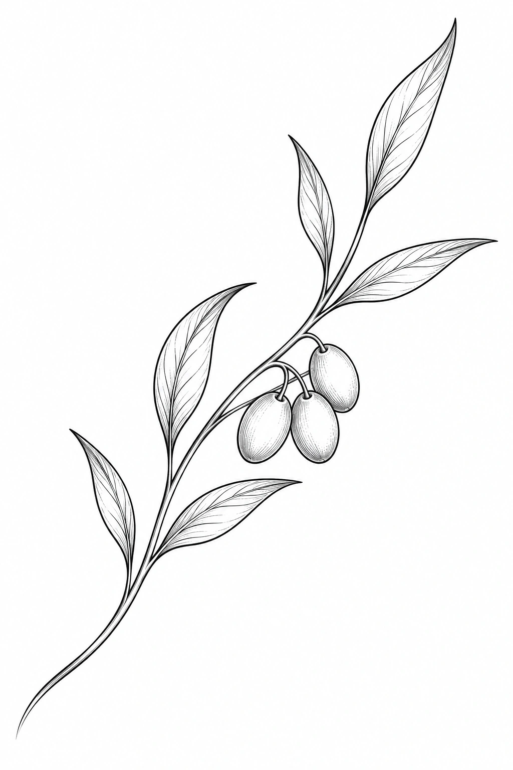 Branche d’olivier diagonale aux feuilles fines et à trois olives, dessinée en noir sur blanc.
